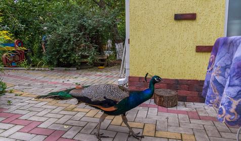 Туристическая база Курочка Ряба, Северский район, ст. Новодмитриевская