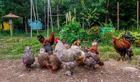Спортивно-туристическая база Планческие скалы, Северский район, ст-ца Крепостная