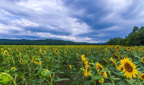 Станица Крепостная, Северский район