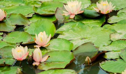 База отдыха "Лесной прованс", г. Горячий ключ, п. Октябрьский