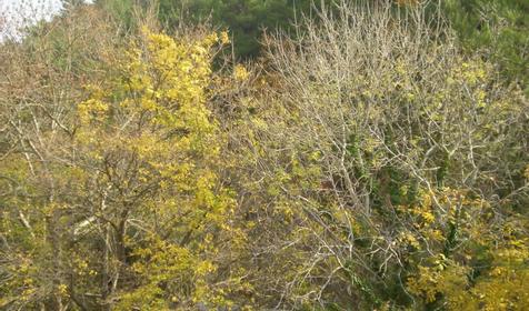 Апартаменты Бетта, г. Геленджик, п. Бетта