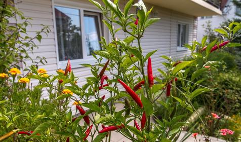 Гостевой дом У Раисы, Лазаревский р-н, г. Сочи