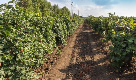 Виноградники. Темрюкский р-н, п. Кучугуры