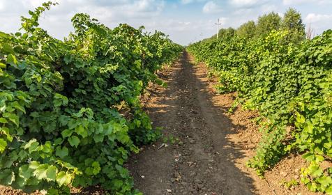Виноградники. Темрюкский р-н, п. Кучугуры