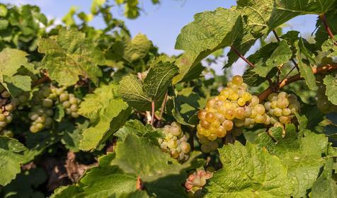 Виноградники. Темрюкский р-н, п. Кучугуры