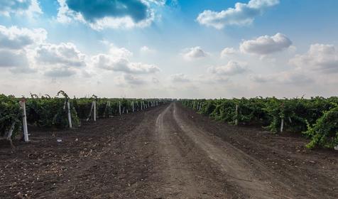 Виноградники. Темрюкский р-н, п. Кучугуры