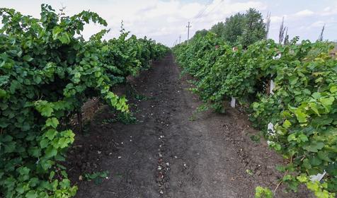 Виноградники. Темрюкский р-н, п. Кучугуры