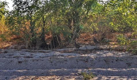 Темрюкский р-н, Ясенская переправа