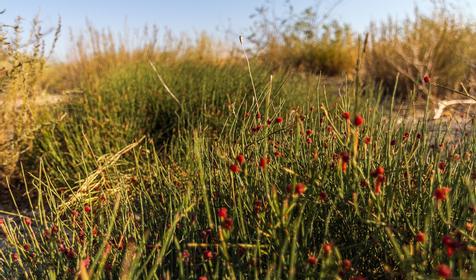 Темрюкский р-н, Ясенская переправа
