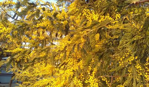 Олимп Хостел Адлер