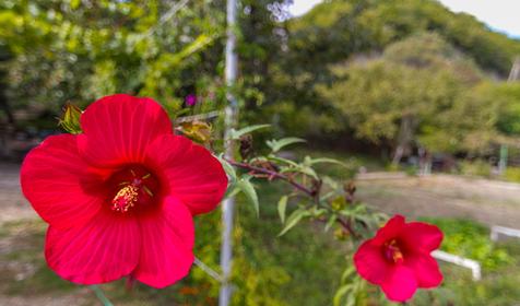 по ул. Черноморская 23а, п. Ольгинка