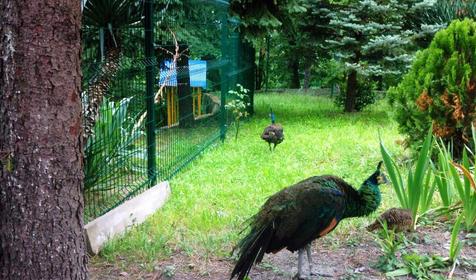 Пансионат Автомобилист, Сочи
