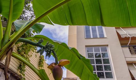 Отель "София", Адлер