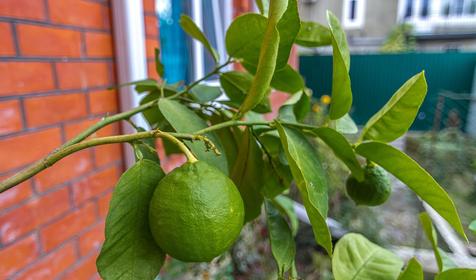 Гостевой дом На переулке Изумрудном, г. Сочи, Лазаревский район, п. Лазаревское
