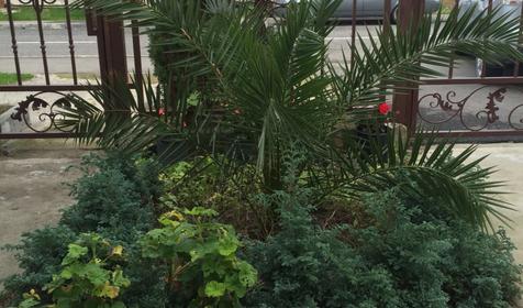 Гостевой дом Уют, Адлерский район, Сочи