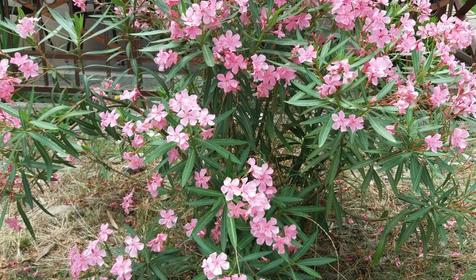 Гостевой дом Уют, Адлерский район, Сочи