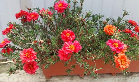 Гостевой дом Уют, Адлерский район, Сочи