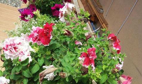 Гостевой дом Уют, Адлерский район, Сочи