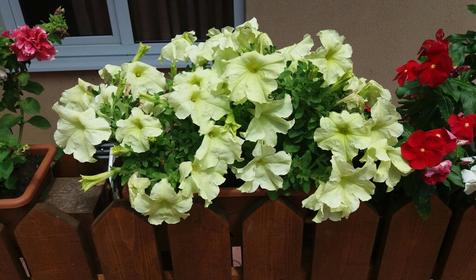 Гостевой дом Уют, Адлерский район, Сочи