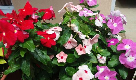 Гостевой дом Уют, Адлерский район, Сочи