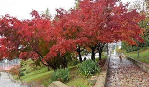 Оздоровительный комплекс "Дагомыс" Сочи, Лазаревский район, п. Дагомыс