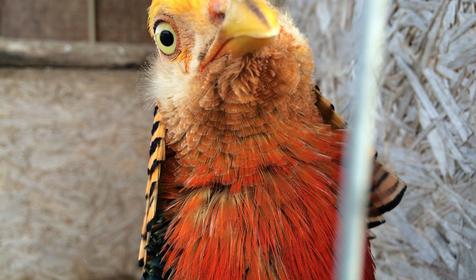 Старая Мельница