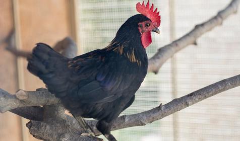 Старая Мельница