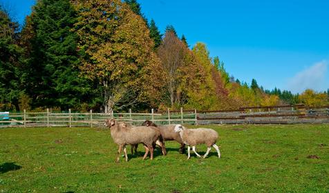 Крестьянско-фермерское хозяйство Усадьба Колхидские Ворота, Апшеронский район, Камышанова поляна