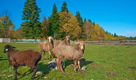 Крестьянско-фермерское хозяйство Усадьба Колхидские Ворота, Апшеронский район, Камышанова поляна