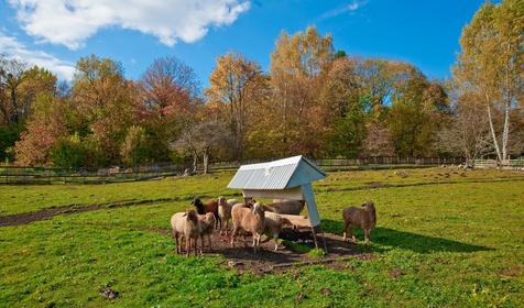 Крестьянско-фермерское хозяйство Усадьба Колхидские Ворота, Апшеронский район, Камышанова поляна