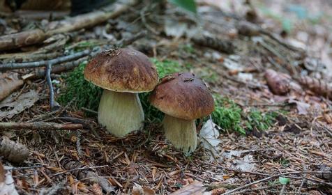 На Ленина 73, природа