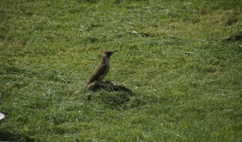 На Ленина 73, природа