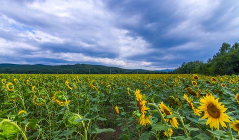 Республика Адыгея, Майкопский р-н