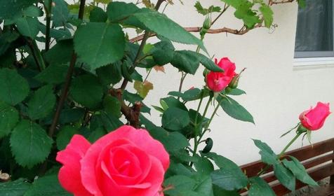 Времена года