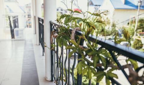 ADAMAS (АДАМАС)