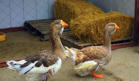 Казачий хуторок