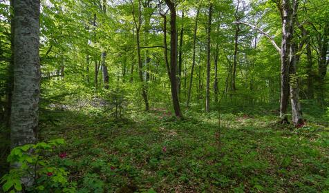 База отдыха Звездная долина, Апшеронский район, Лагонаки