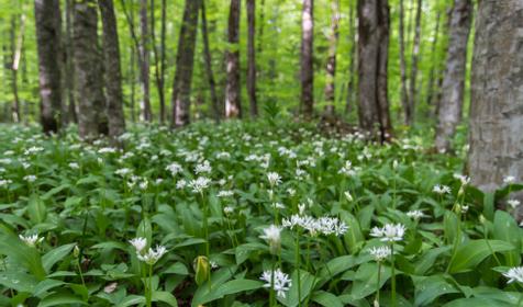 Республика Адыгея, Майкопский р-н