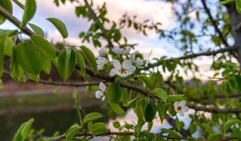 Республика Адыгея, Майкопский р-н