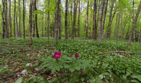 Республика Адыгея, Майкопский р-н