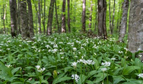 Плато Лаго-Наки