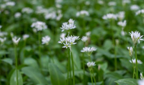 Плато Лаго-Наки