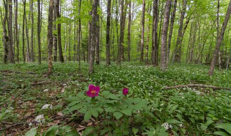 Партизанская поляна. Майкопский район, п. Гузерипль.