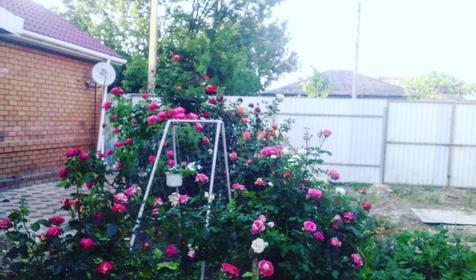 На улице Павлова