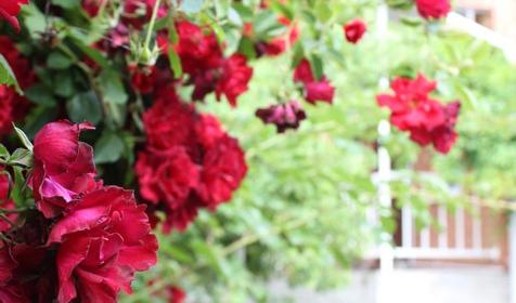 Гостевой дом Светлана, г. Новороссийск, п. Южная Озереевка