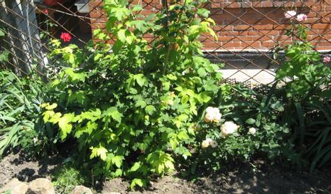 На Калинина