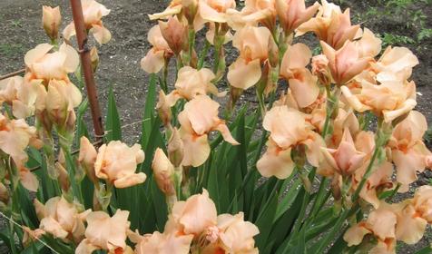 На Калинина