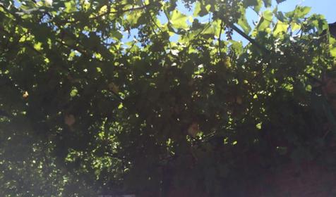 Четырехместный во дворе