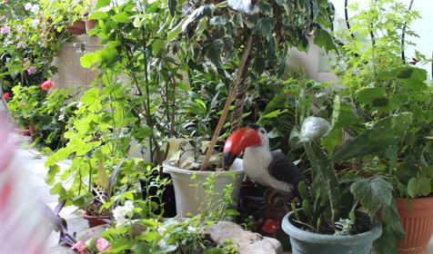 Гостевой дом Звездочка, г. Сочи, п. Лоо