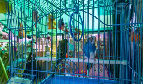 Гостевой дом Волгарь, Сочи, Лоо